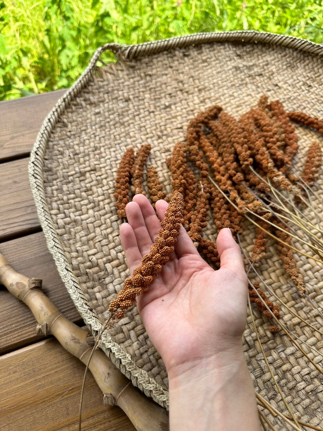 大米小米打獵趣