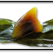 冰晶粽